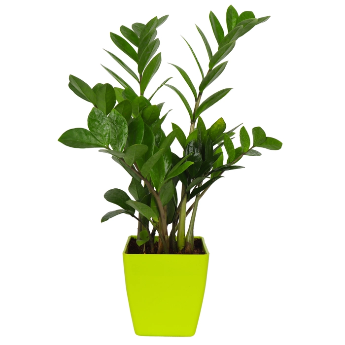 Zamia Indoor Air Purifier plant