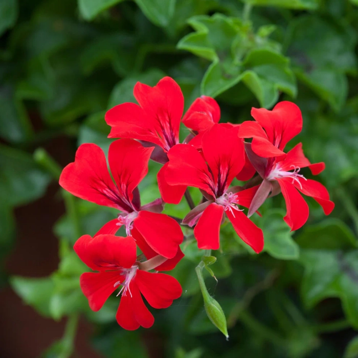 Geranium Seedlings
