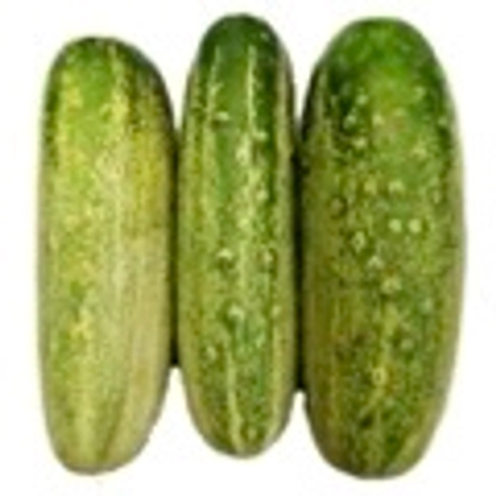 Desi Cucumber