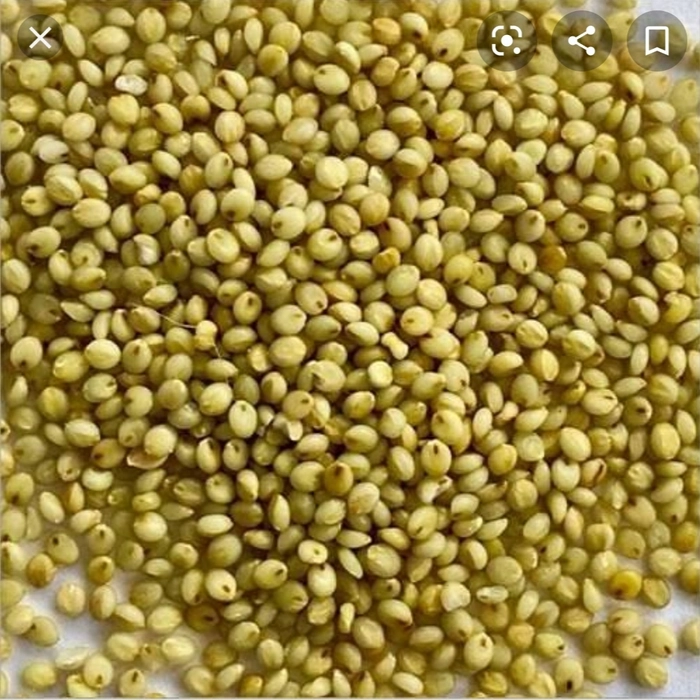 Browntop Millet