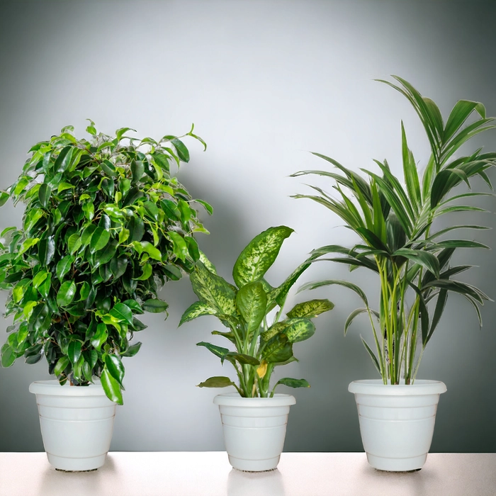 Indoor Combo: Ficus Benjamina, Dumb Cane, Areca Palm