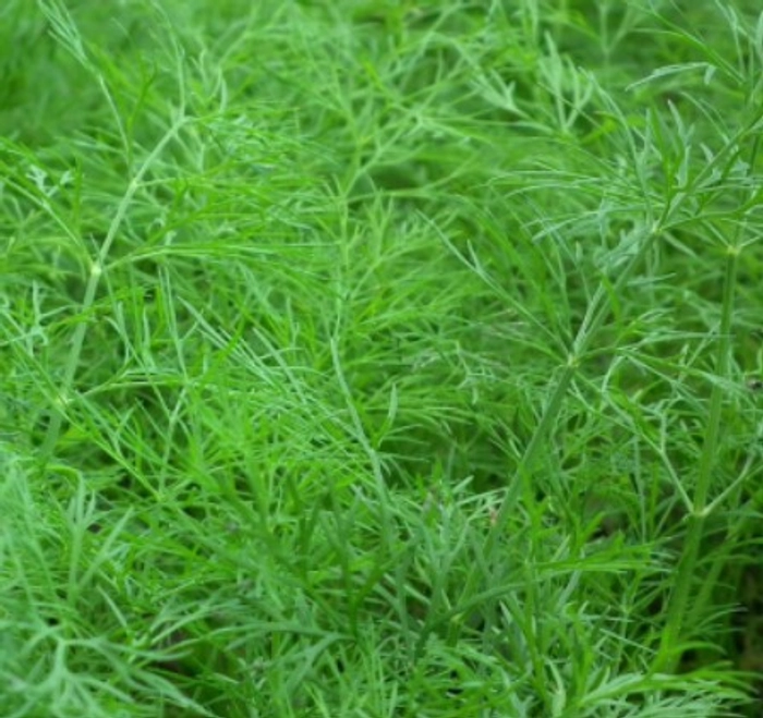 Dill Leaves (Soyakoora)