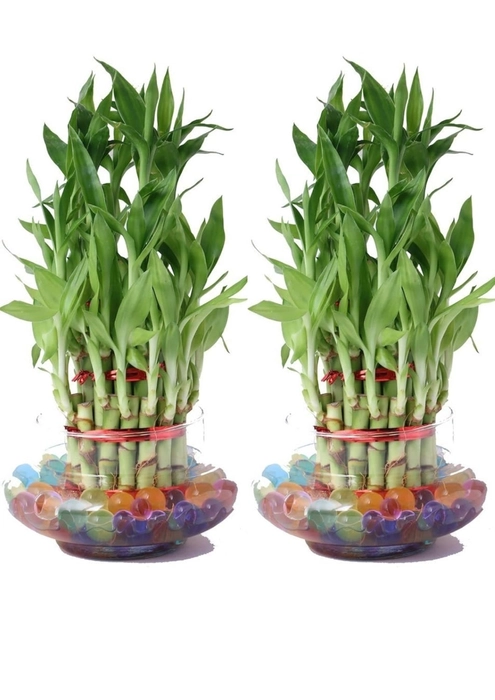 Lucky Bamboo 3 layer set of 2