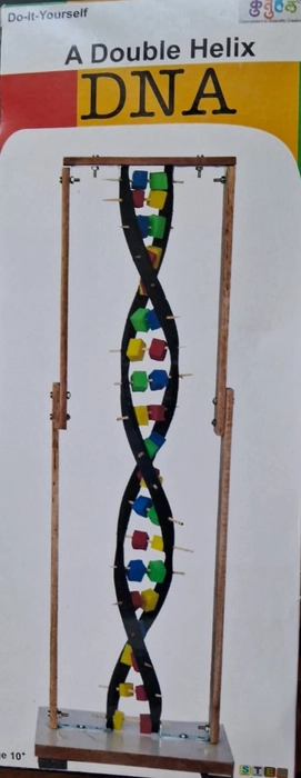 Double Helix DNA Model- for Kids 10+