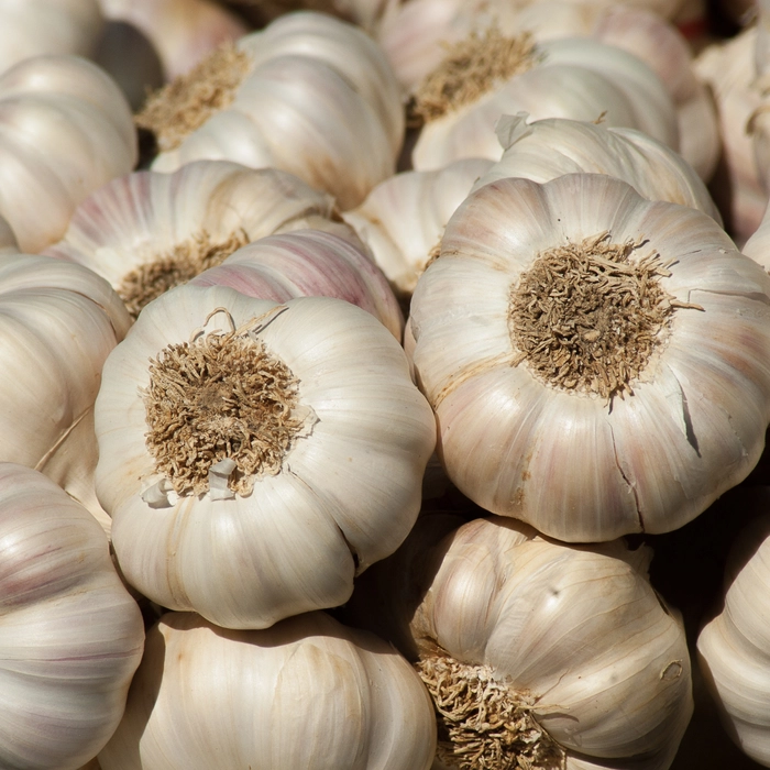 Garlic | लसूण