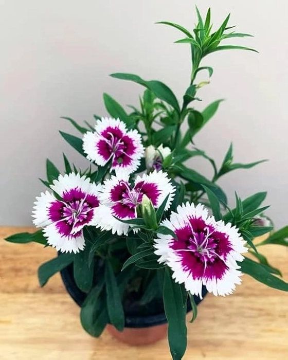 Dianthus seedlings