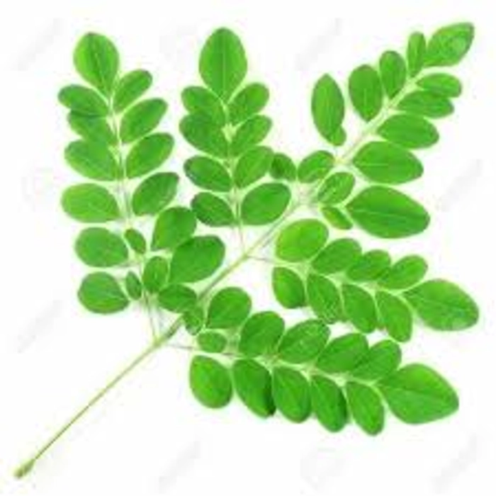 Moringa (Munga Aaku) - Sahajan Patta