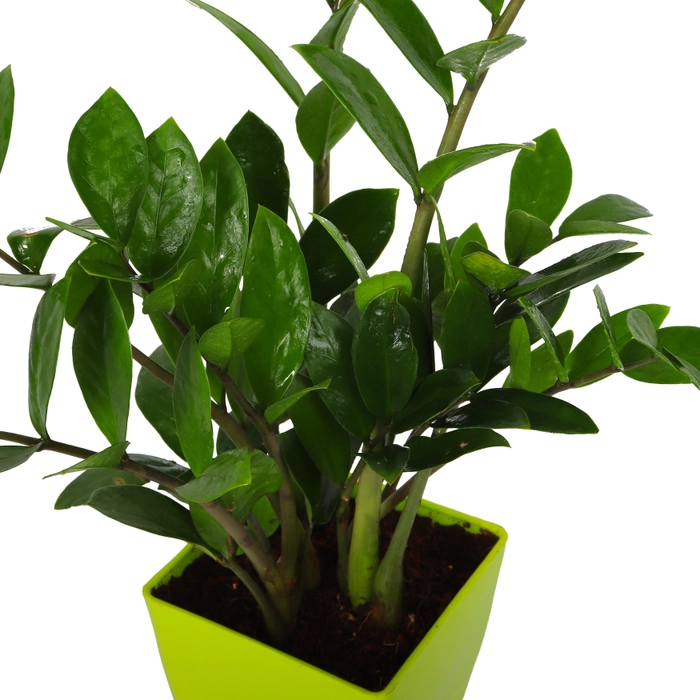 Zamia Indoor Air Purifier plant