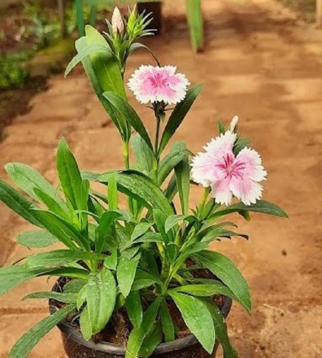 Dianthus seedlings