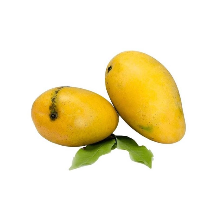 Mango Safeda - Premium
