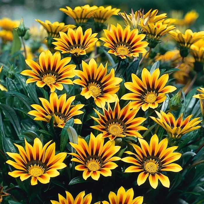 GAZENIYA FLOWER SEEDLING