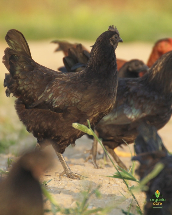 KADAKNATH ROOSTER (MALE)