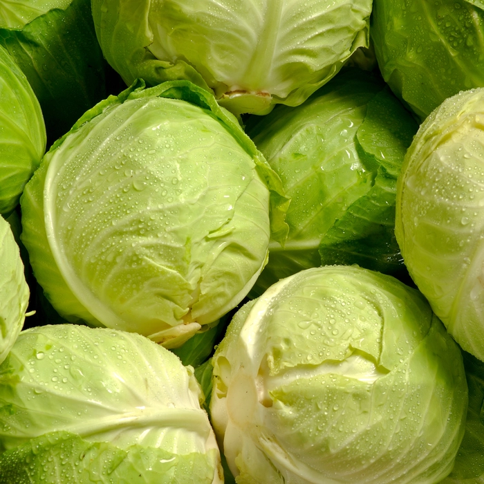 Cabbage | पत्ता कोबी