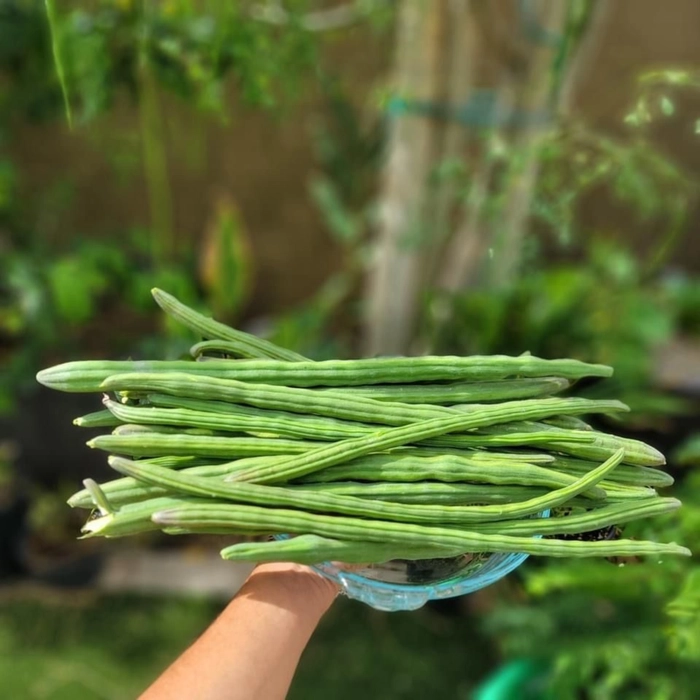 Drumstick | शेवगा