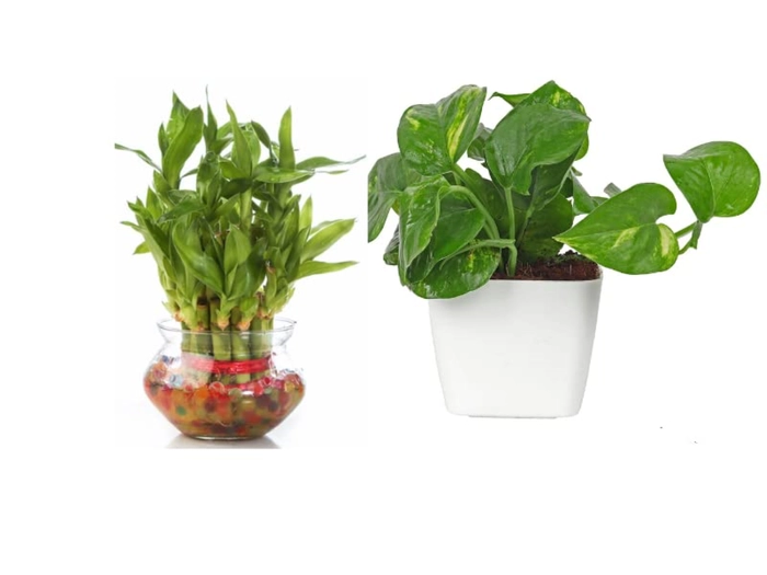 Two Layer Lucky Bamboo money plant combo