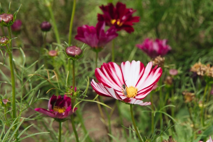 COSMOS SEEDLING