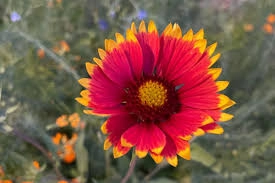Gailardia Seedling