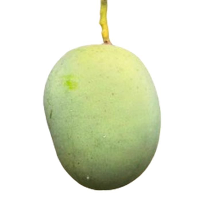 Langra Mango from Bihar