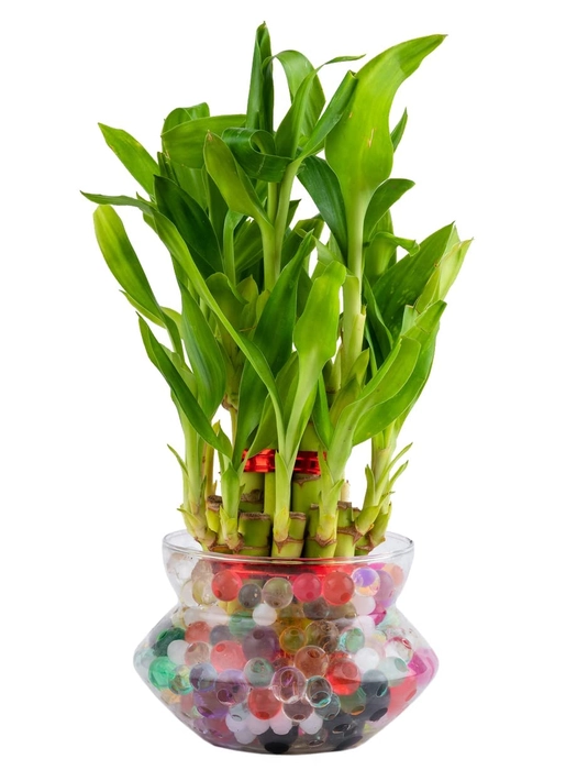 2 Layer Lucky Bamboo with  Round glass Pot