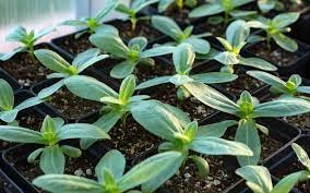 ZINNIA SEEDLINGS