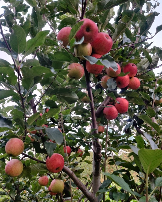 Old Apple Tree Co: Your Source for Premium Red and Royal Delicious Apples  from Himachal Pradesh, India