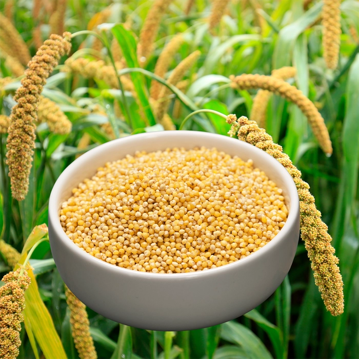 Organic Foxtail Millet
