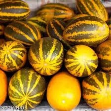 Madras Cucumber | मद्रास काकडी