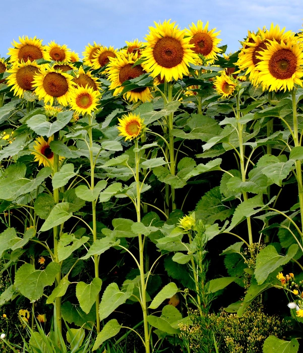 SUNFLOWER SEEDLING