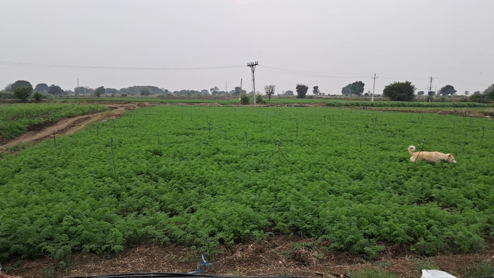 Organic Farm Visit Tour