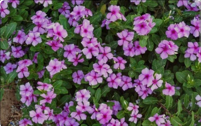 Vinca Seedlings