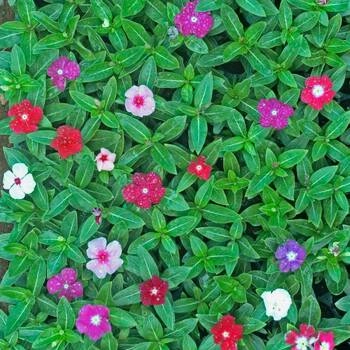 Vinca flower seedings