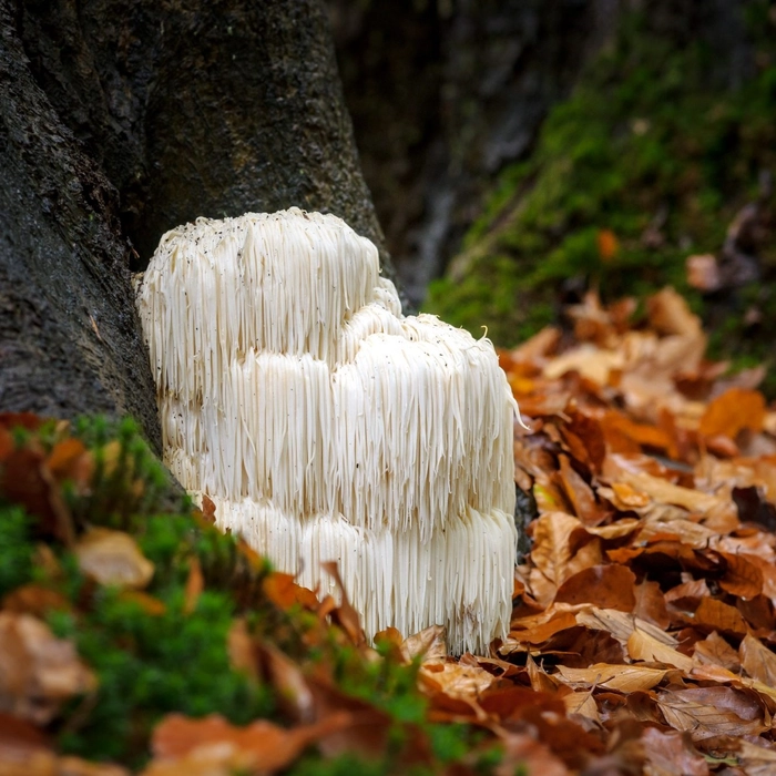 Sundried Lion's Mane Mushroom