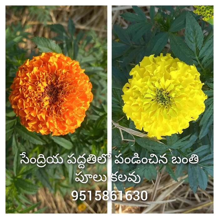 Organic Marigold Flower for batukamma festival