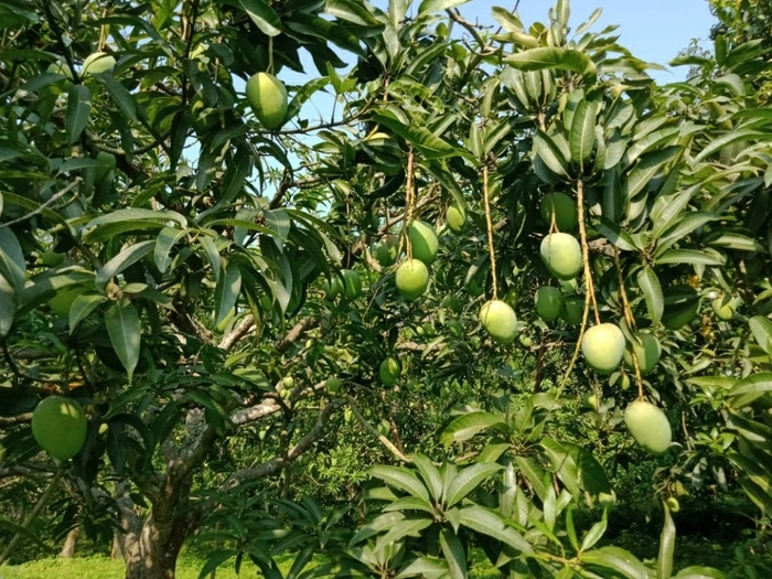 Malda Dudhiya Mango from Bihar