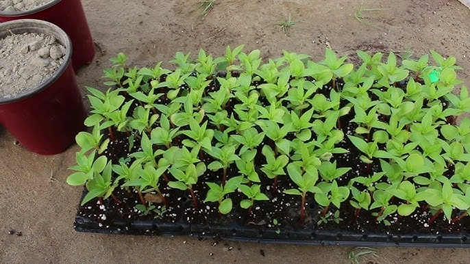 BALSAM TOM THUMB SEEDLINGS
