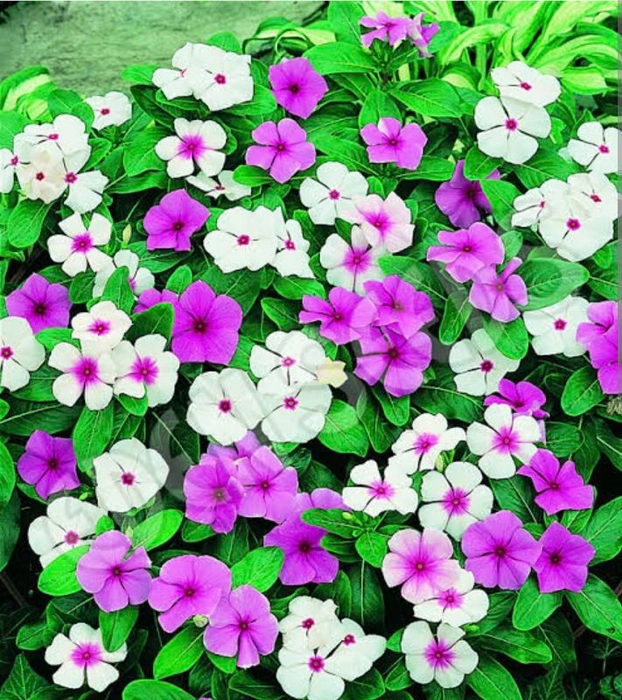 Buy Vinca Seedlings online from Evergreeness India