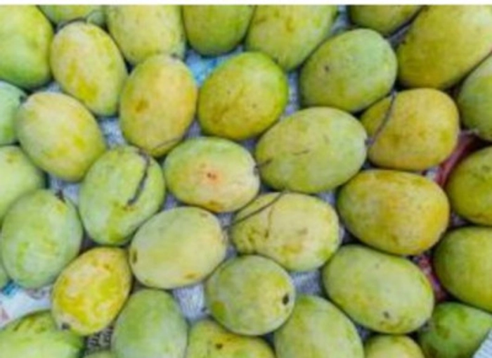 Langra Mango from Bihar