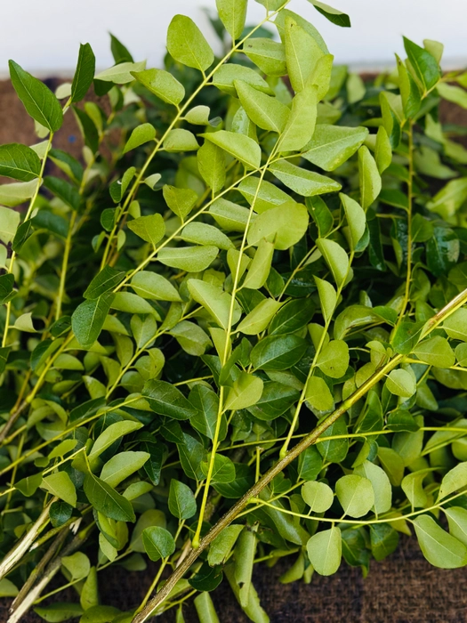 Curry Leaves | कढीपत्ता