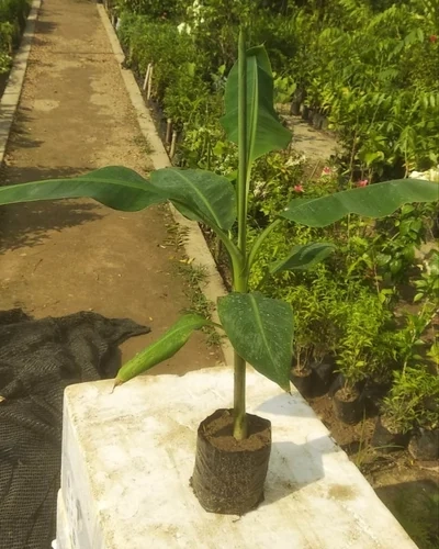 Banana Plant