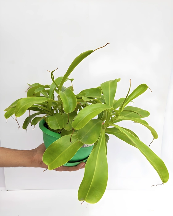 Carnivorous Plant Nepenthes Ventrata Pitcher Plant with Pitchers ...