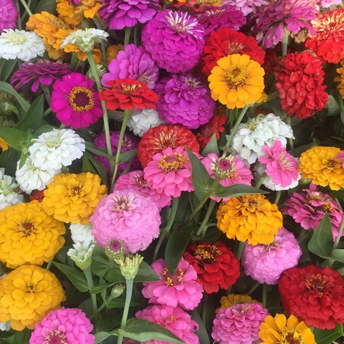 ZINNIA SEEDLINGS
