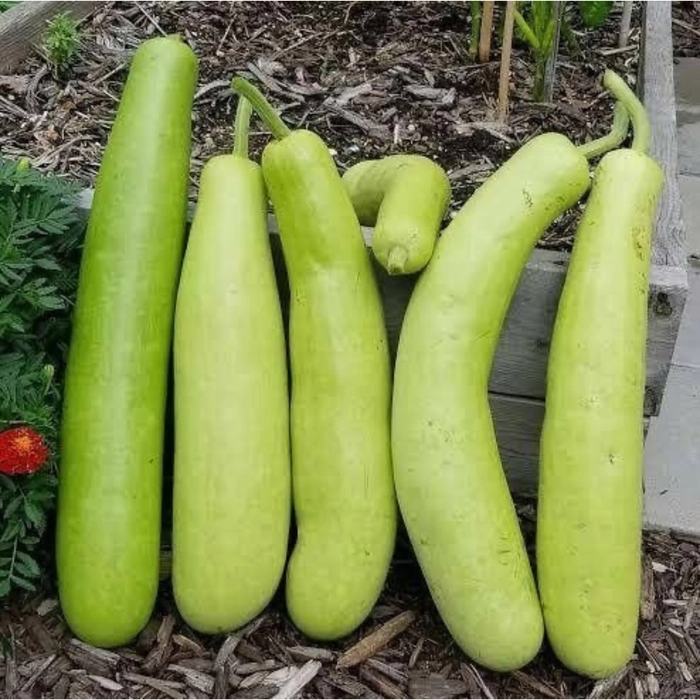 Bottle Gourd | दुधी भोपळा