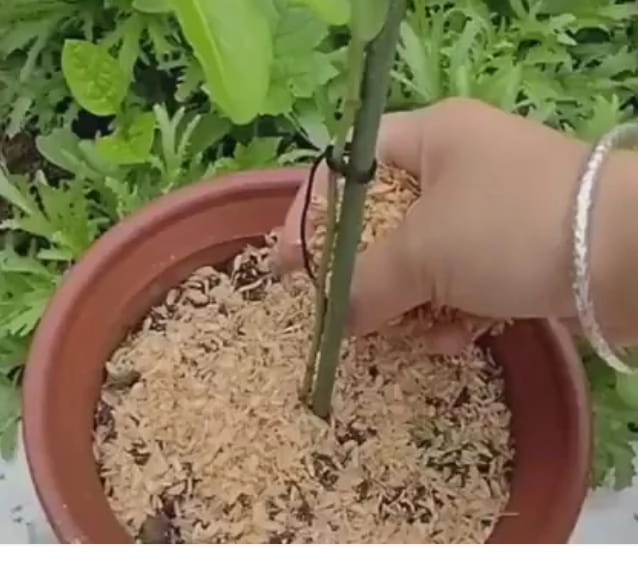 Swadeshi Khaad: Rice Husk (धान की भूसी) Soil Cover for Plants, Organic Mulch, Garden Bedding Material 5 kg