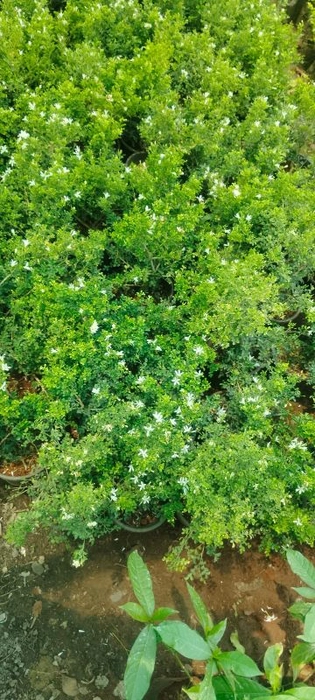 Madukamini Fragrance Plant