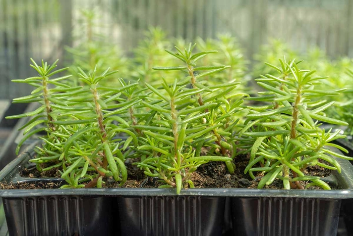 PORCHULAKA SEEDLING