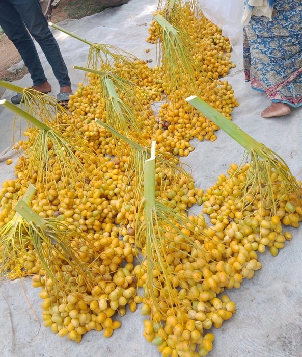 Fresh Dates (Khajoor) Yellow