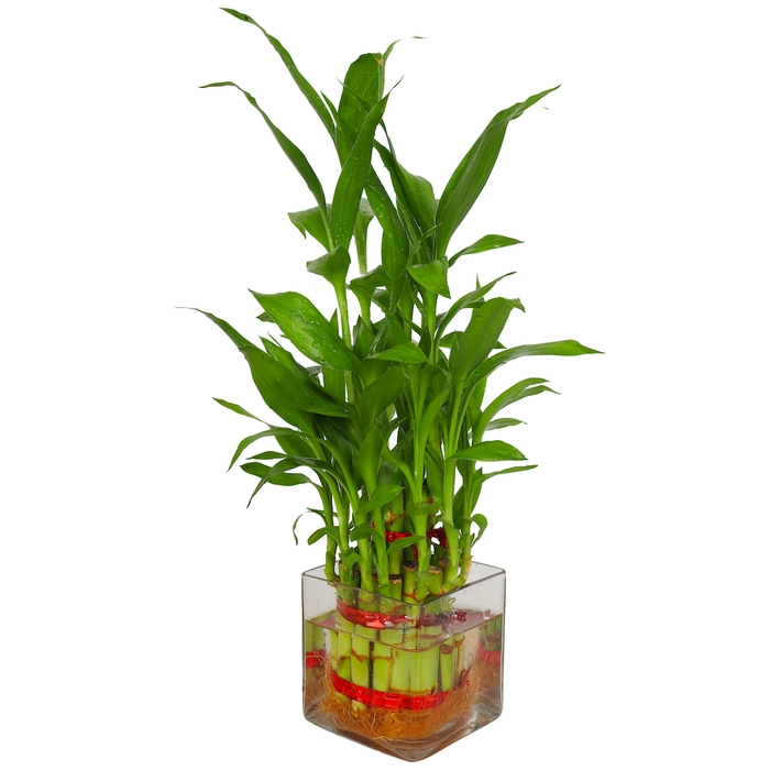 Luck Bamboo 2 Layer Square pot