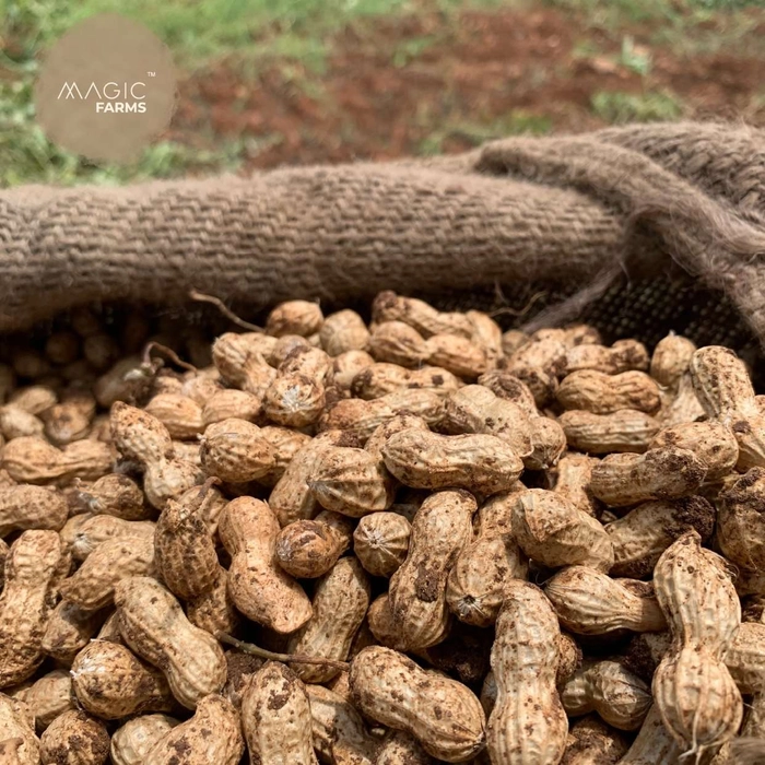 Ground nut | भुईमूग
