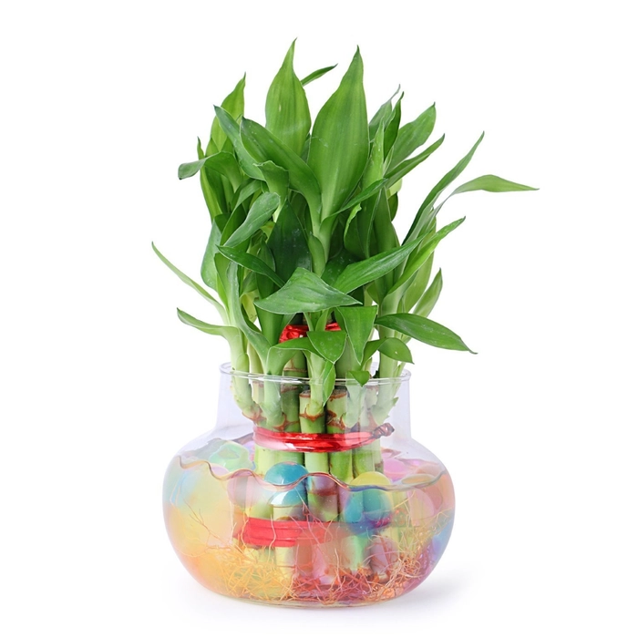 Lucky Bamboo combo (2Layer+ 3Layer)