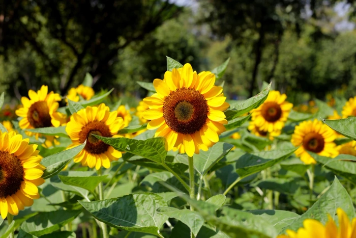 SUNFLOWER SEEDLING